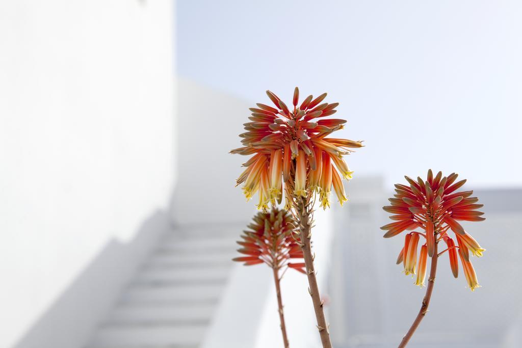 Hotel La Mykonos